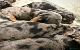 Miniature Dachshund dogs for sale: Stunning silver dapple miniature dachshunds - Image 9