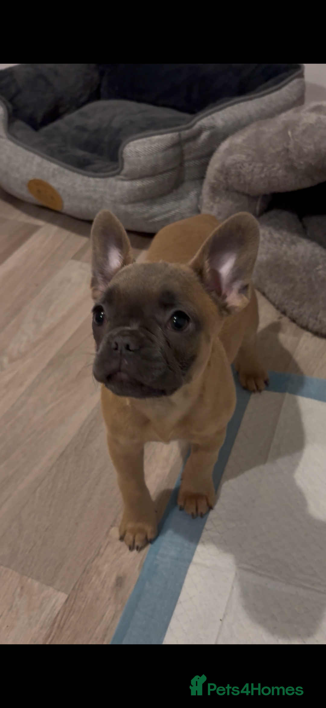 French Bulldog dogs for sale: Rehoming* French Bulldog  - Advert 1