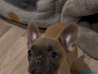French Bulldog dogs Rehoming* French Bulldog - Advert 8