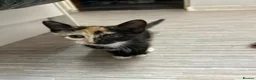 Mixed Breed cats for sale: 2 kittens 1 female 1 male  - Advert 3