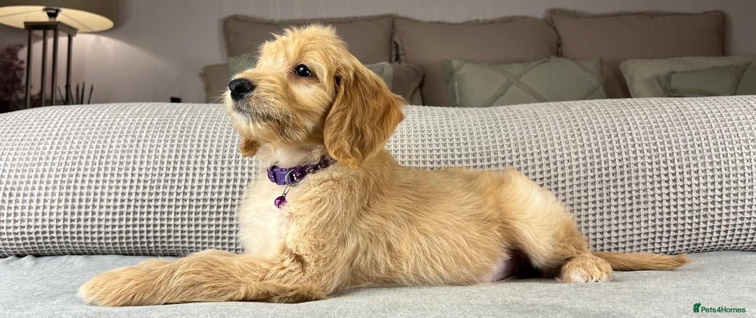 Goldendoodle dogs for sale: ABSOLUTELY GORGEOUS DOODLES  - Advert 32