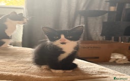 Domestic Shorthair cats for sale: Beautiful black and white tuxedo kittens for sale  - Image 7