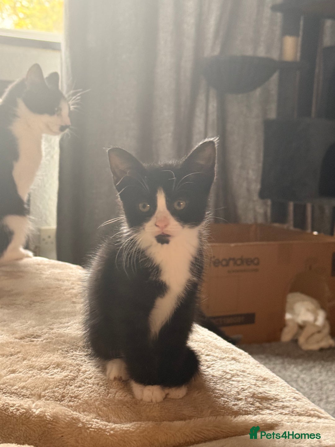Domestic Shorthair cats for sale: Beautiful black and white tuxedo kittens for sale  - Image 7
