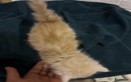 Mixed Breed cats for sale: Ready now - Beautiful fluffy boy  - Image 5