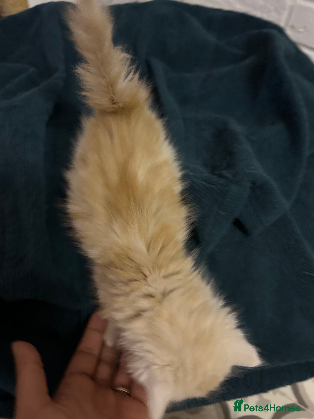 Mixed Breed cats for sale: Ready now - Beautiful fluffy boy  - Image 5