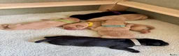Labrador Retriever dogs for sale: KC Registered Labrador Puppies Red & Black in Bristol - Advert 17