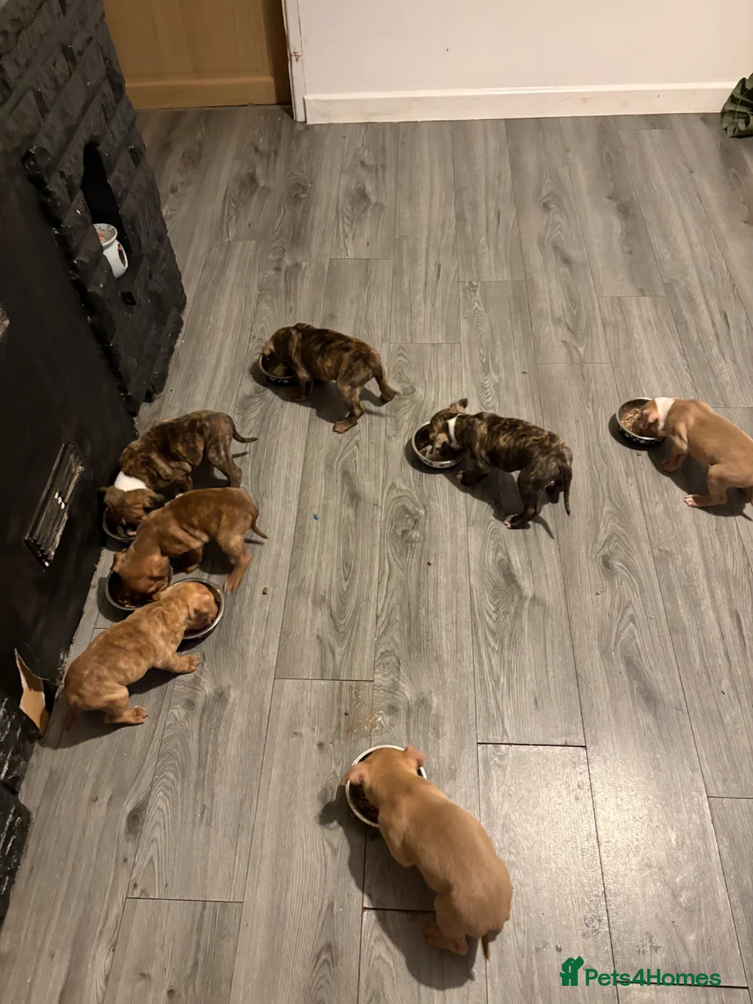 Mixed Breed dogs for sale: Tri Pocket bully x Staffy Puppies  - Advert 2