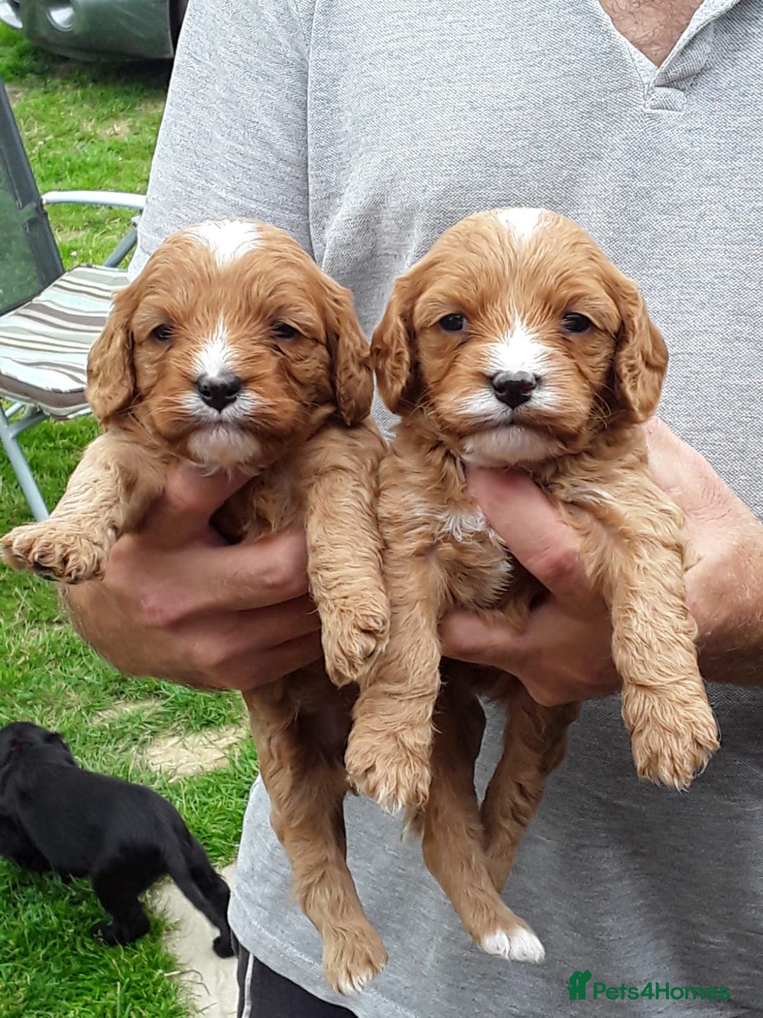 Cavapoo dogs for sale: Cavapoo in Pulborough - Image 2