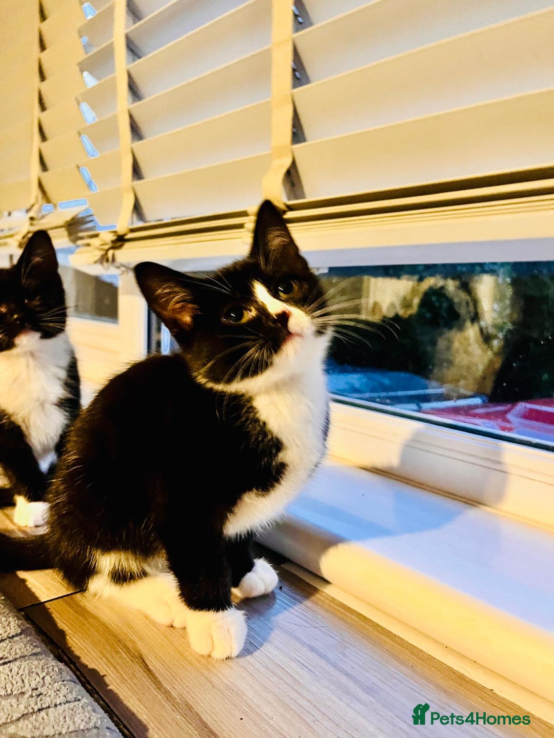 Mixed Breed cats for sale: Beautiful kitten ready to go to new home - Advert 10