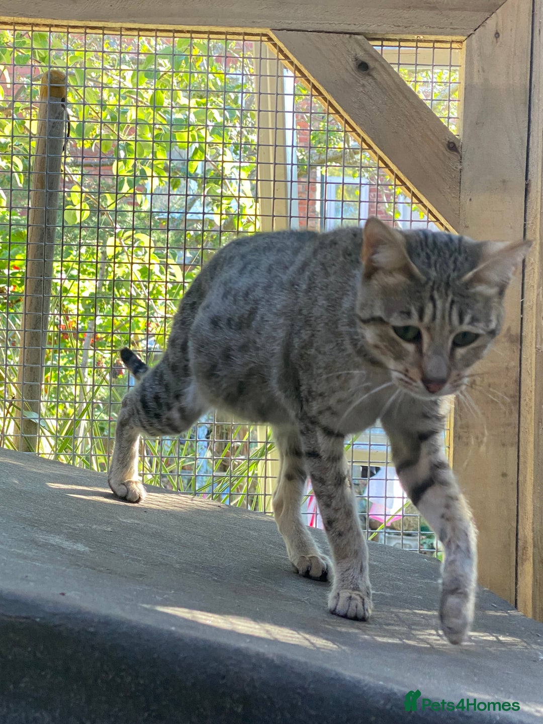 Savannah cats for sale: STUNNING SAVANNAH girl F5 sbt pure pedigree  - Image 5