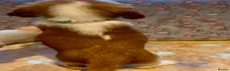 Welsh Springer Spaniel dogs for sale: Welshie 🏴󠁧󠁢󠁷󠁬󠁳󠁿 pups health tested parents  - Advert 11