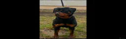 Rottweiler dogs for sale: Female Rottweiler 16 months old for show& breeding - Advert 3