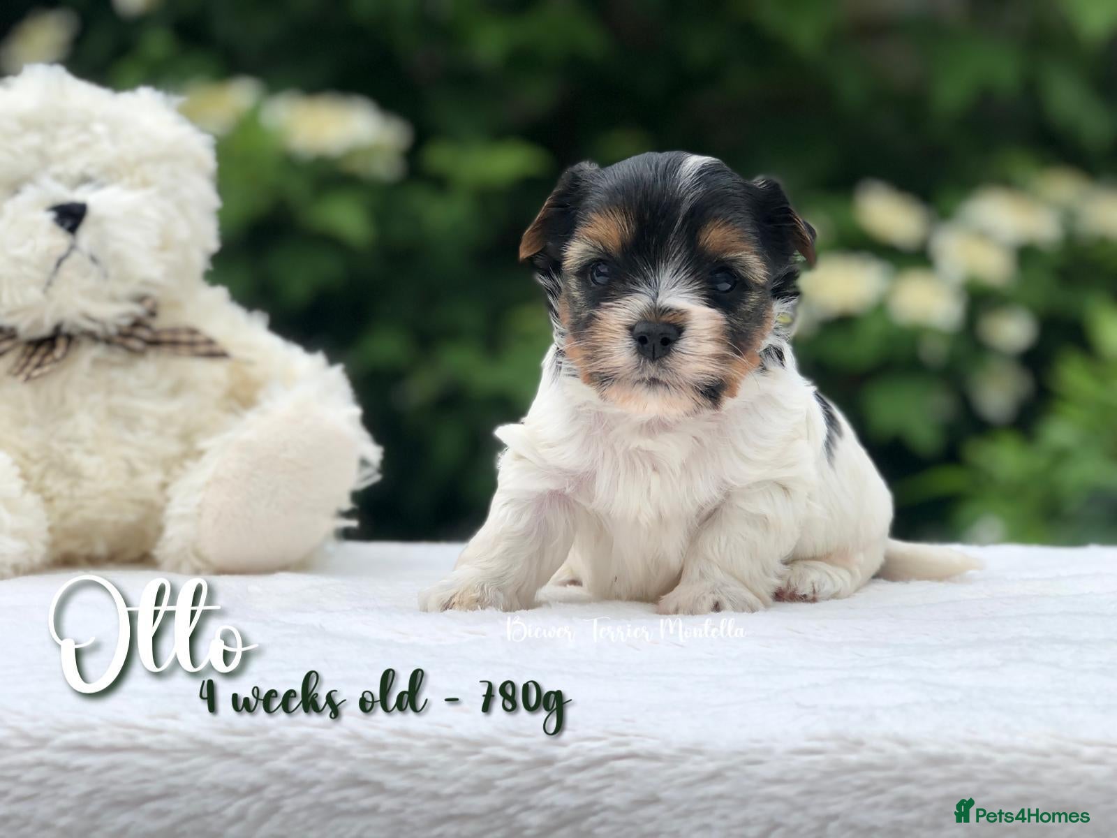 Biewer Terrier dogs for sale: One boy left Biewer Terriers! - Advert 35