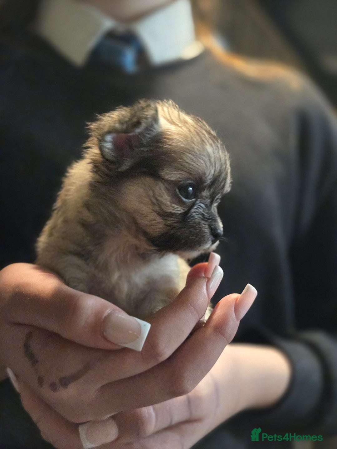 Chihuahua dogs for sale: Chihuahua pups  - Image 6