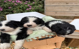 Bernedoodle dogs for sale: Bernadoodle 4 male home bred puppies  - Image 32
