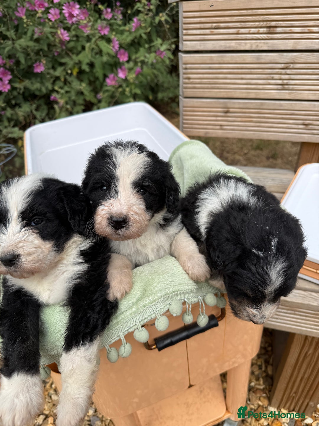 Bernedoodle dogs for sale: Bernadoodle 4 male home bred puppies  - Image 32