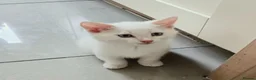Mixed Breed cats for sale: Two adorable kittens ready for new home - Advert 11