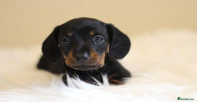 Miniature Dachshund dogs - Advert 4