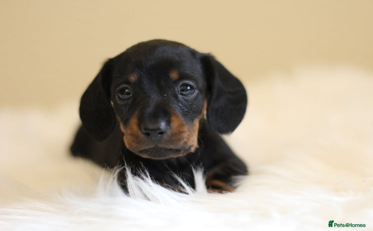 Miniature Dachshund dogs - Advert 4