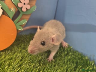 Rat rodents Baby Rats Females Males Boys Girls Dwarf - Advert 2