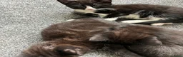 Mixed Breed cats for sale: Fluffy black and white, and black kittens  - Advert 9