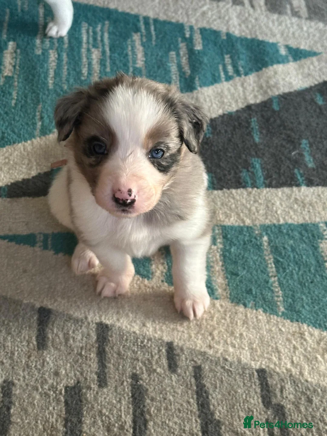 Border Collie dogs for stud: Proven pure bred tri coloured merle collie stud in Fakenham - Advert 35