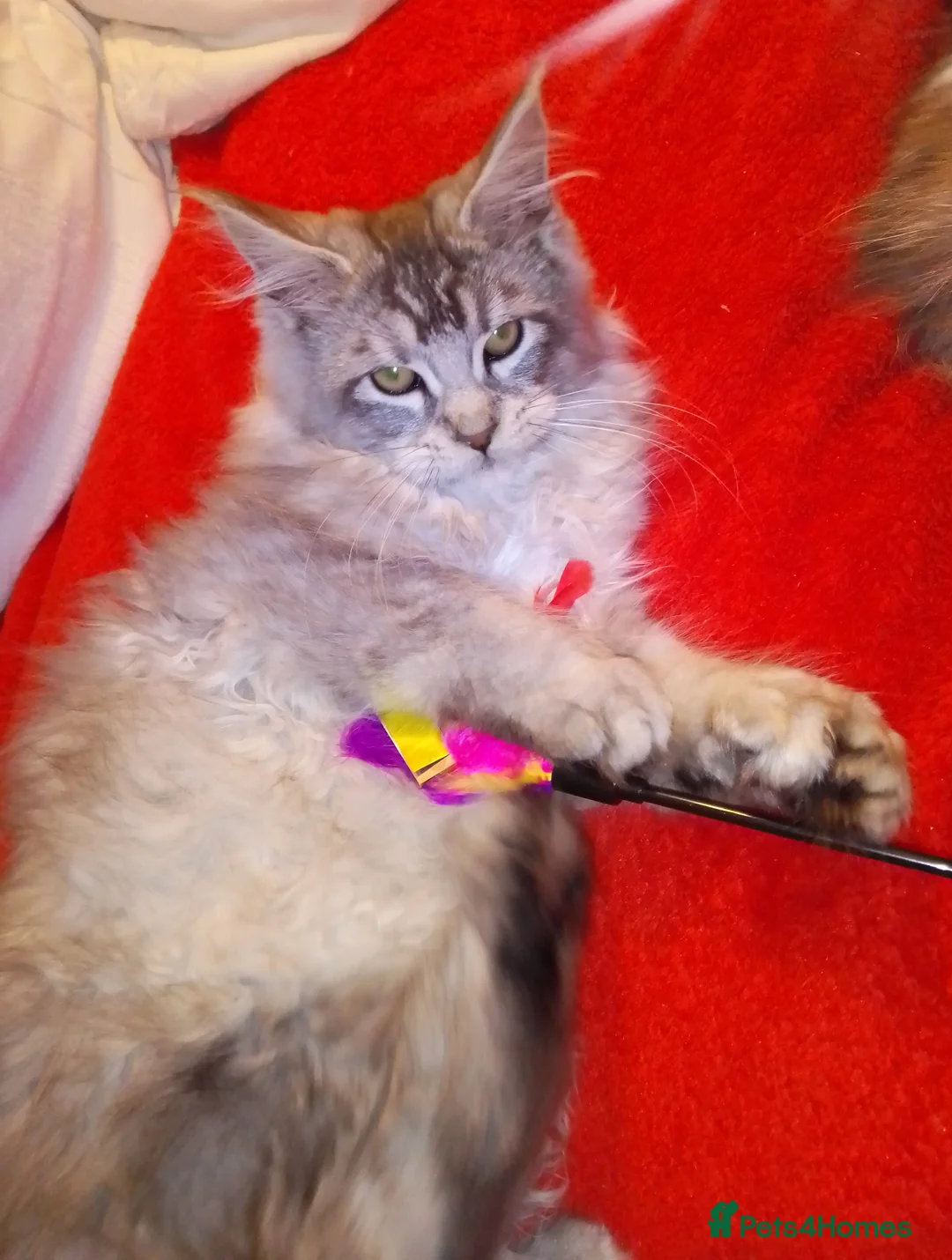 Maine Coon cats for sale: POLYDACTYL large TICA boy - collect S.WALES/SURREY - Advert 15