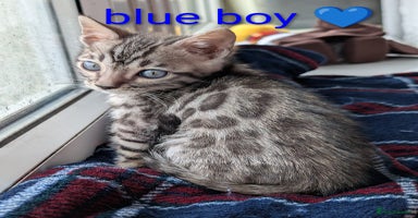 Bengal cats - Advert 10