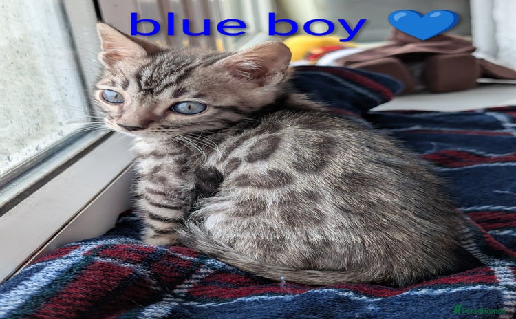 Bengal cats - Advert 2