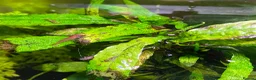 Shrimps fish for sale: Cherry Shrimp for Sale £1 each - Advert 4