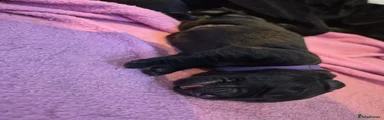Labrador Retriever purple 