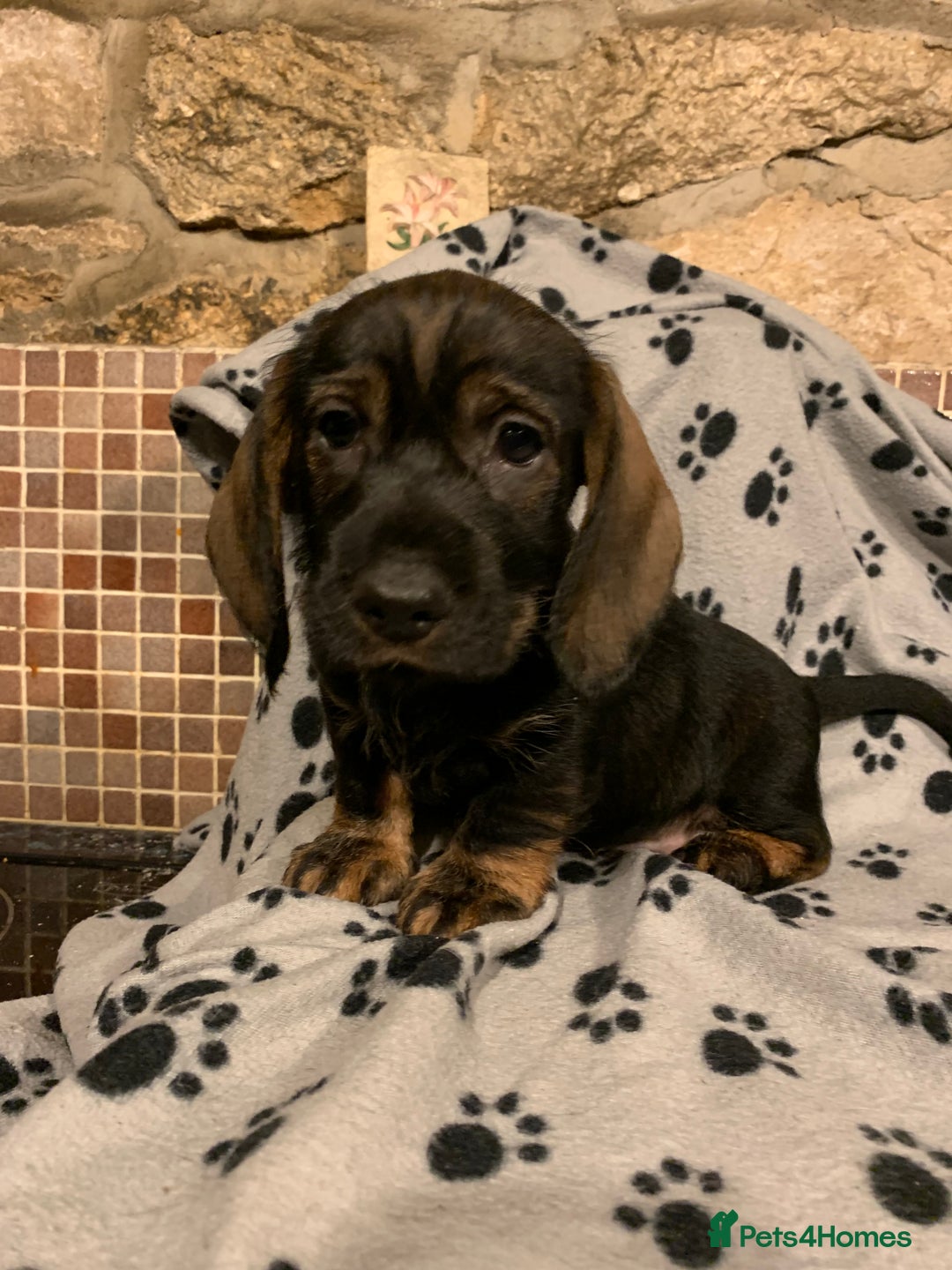Dachshund dogs for sale: Standard wirehaired dachshund  - Advert 26