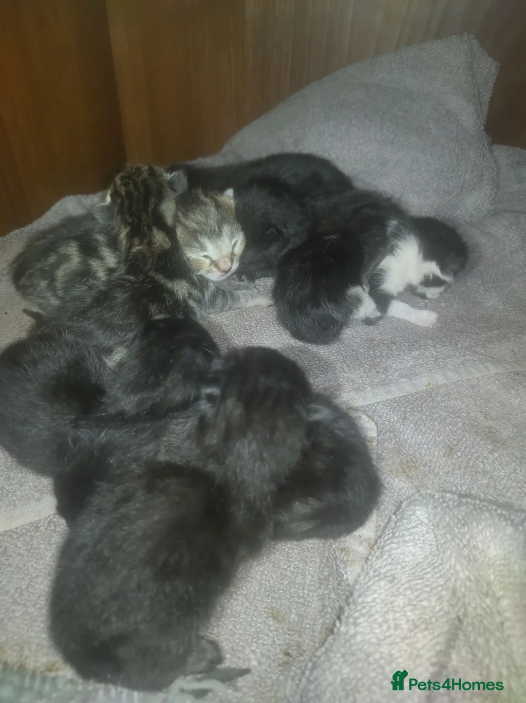 Bengal cats for sale: 8 Bengal mix kittens  in Bradford - Advert 5