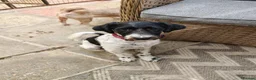 Tibetan Terrier dogs for sale: Playful boy - Advert 1