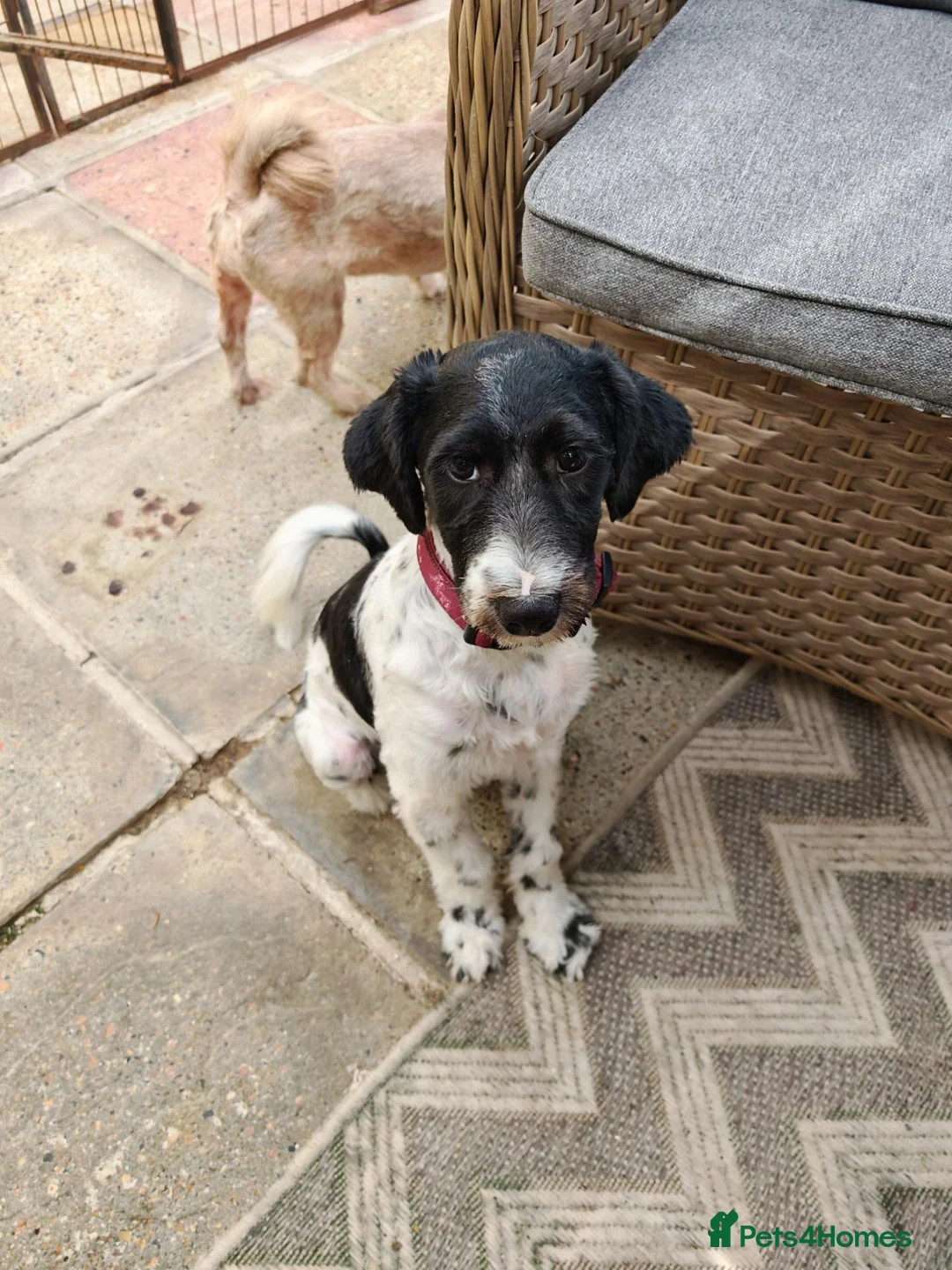 Tibetan Terrier dogs for sale: Playful boy - Advert 1