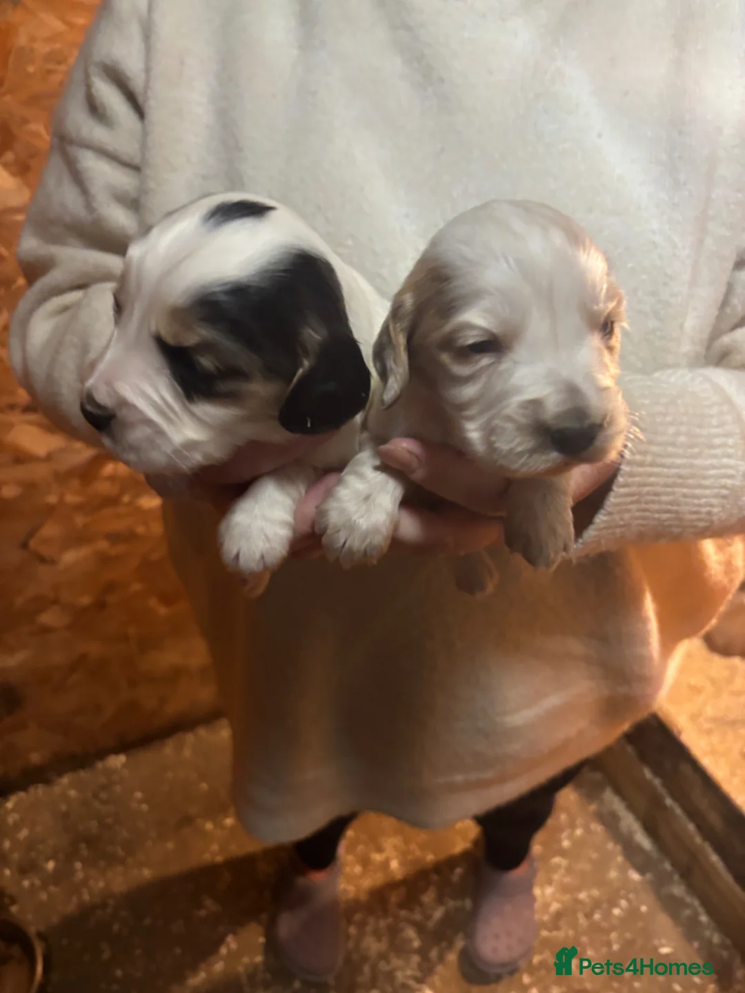 Cocker Spaniel dogs for sale: Cocker spaniel  in Leicester - Advert 8