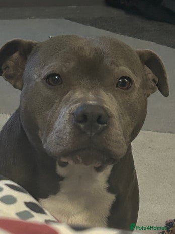 Staffordshire Bull Terrier dogs in Ashford - Advert 9