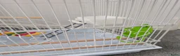 Mixed Breed birds for sale: Bird cage for sale. XXL BRAND NEW accessories Inc. in Dartford - Advert 8
