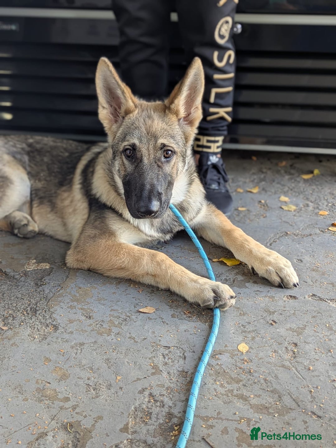 German Shepherd dogs for sale: Storm 7 month old German Shepherd Male - Advert 1