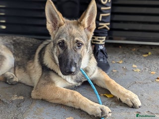 German Shepherd dogs Storm 7 month old German Shepherd Male - Advert 1