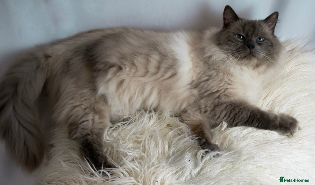 Ragdoll cats for sale: Cuddly tame purebred ragdoll kittens - Advert 3