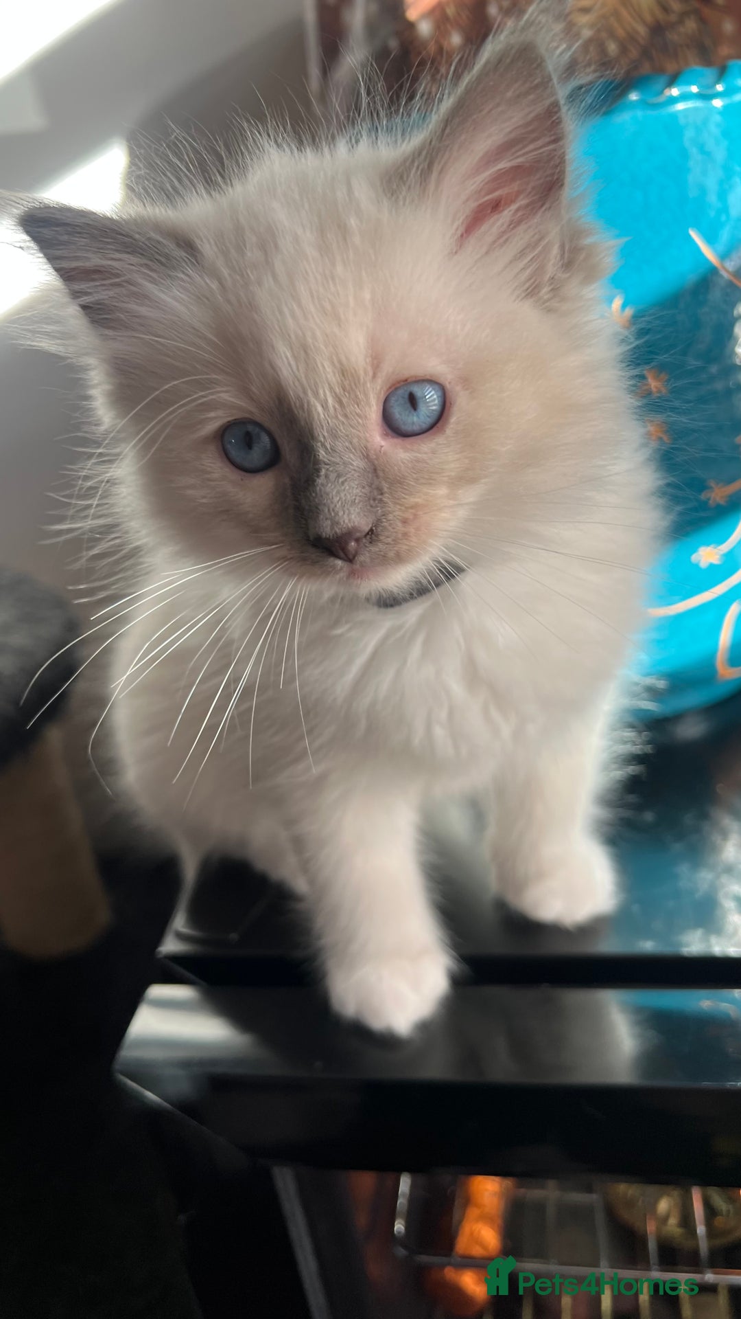 Ragdoll cats for sale: 3 Ragdoll kittens  - Advert 11