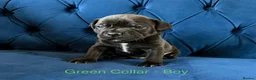 Staffordshire Bull Terrier dogs for sale: KC Staffordshire Bull Terrier Puppies - Advert 23