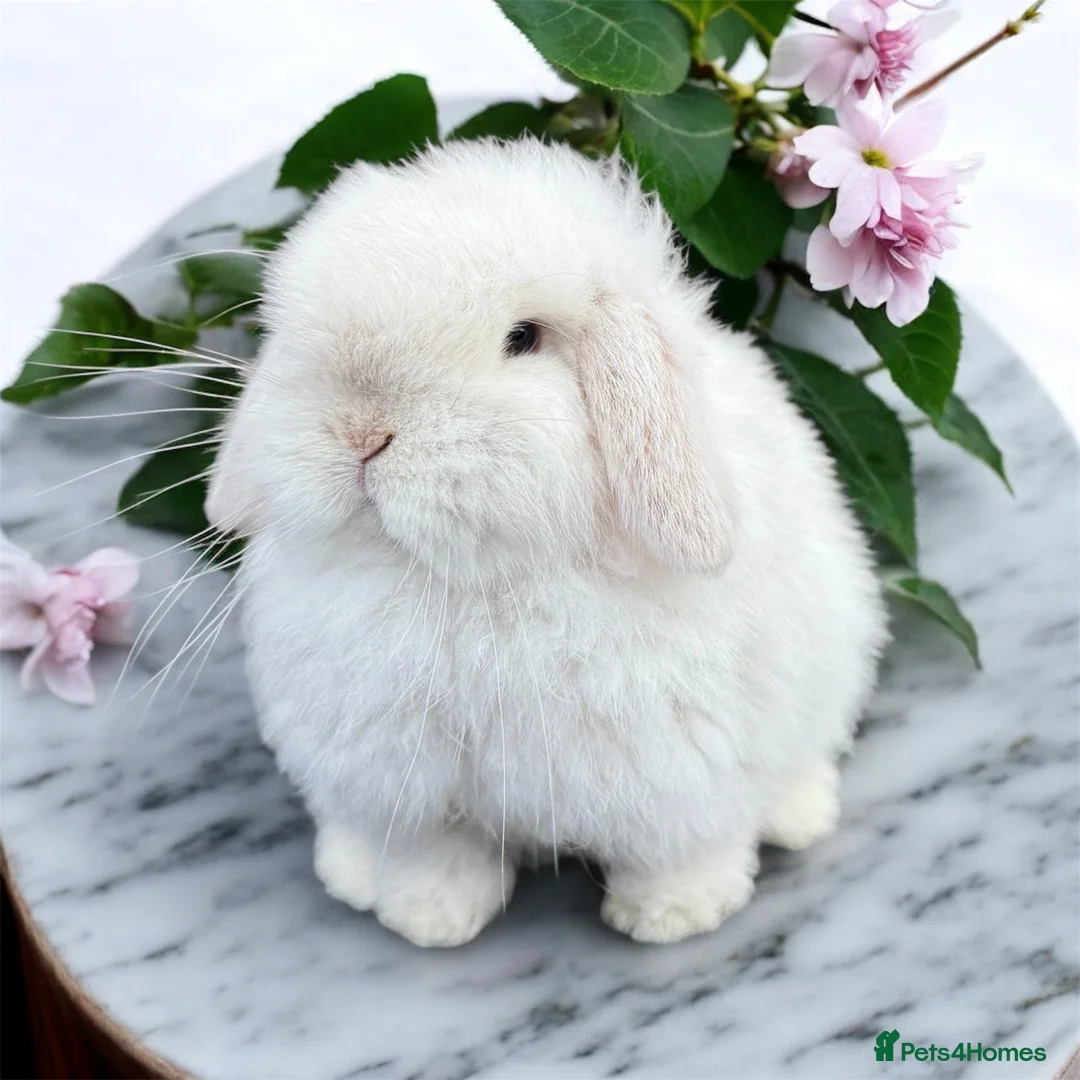 Mini Lop rabbits for sale: Doe and buck mini lops  - Advert 6