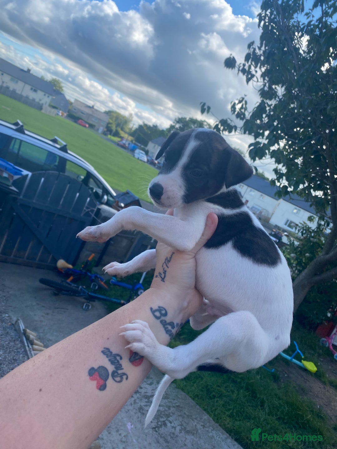 Lurcher dogs for sale: Eight gorgeous mix breed pups - Image 4