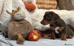 Mixed Breed dogs for sale: Wonderful daxijacks !! 🐶 - Image 5