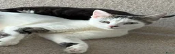 Mixed Breed cats for sale: 3 tabby 3 black and white - Advert 2