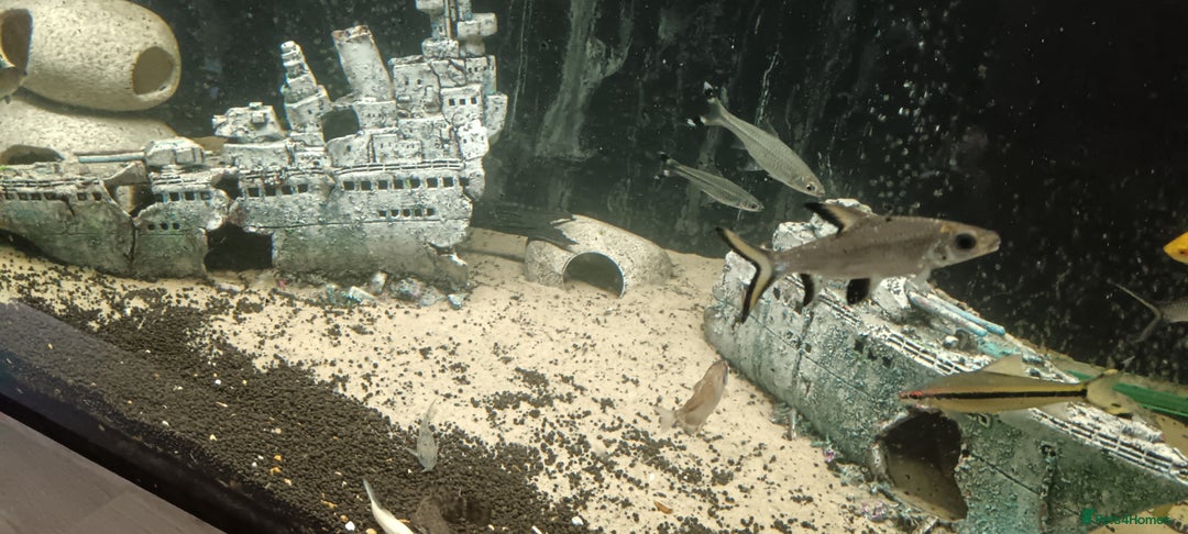 Other/Mixed Breed fish for sale: 5ft fish tank with fish - Image 13