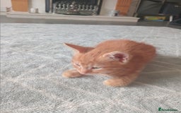 Burmese cats for sale: Kittens  - Image 6