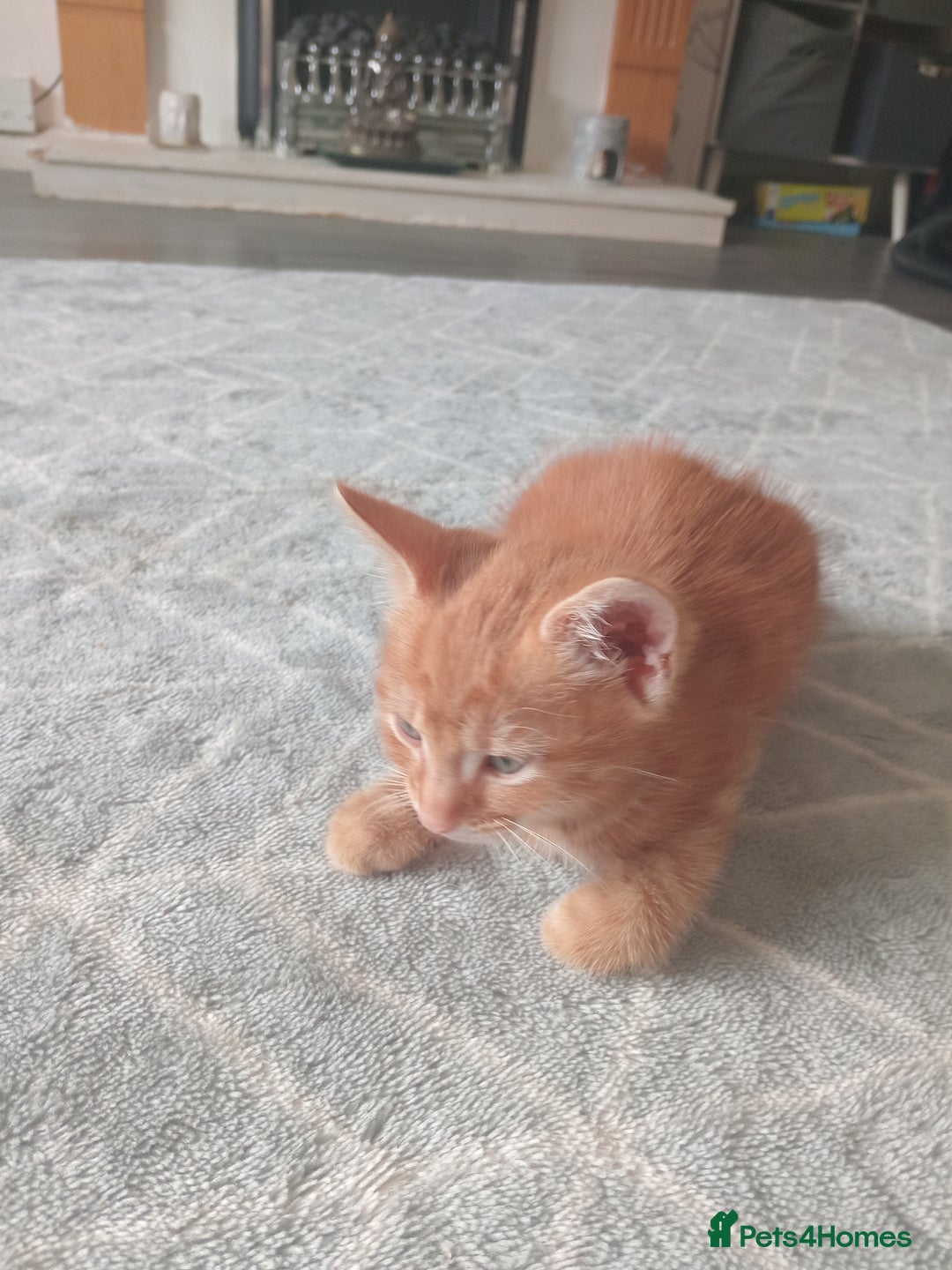 Burmese cats for sale: Kittens  - Image 6